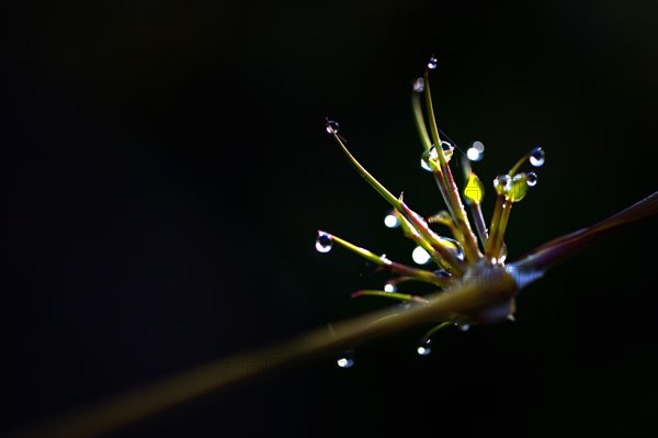 Plant on a branch