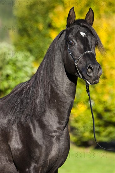 Arabian Thoroughbred Horse wearing a show halter