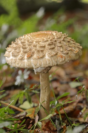 Shaggy Parasol (Macrolepiota rhacodes)