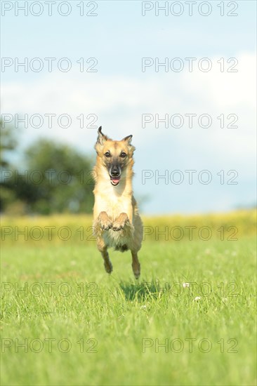 Longhaired Whippet running over meadow