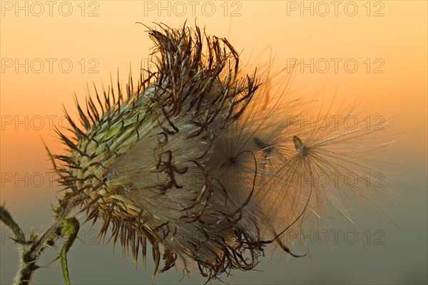 Milk Thistle (Silybum marianum)