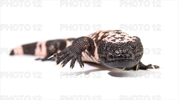 Gila Monster (Heloderma suspectum)