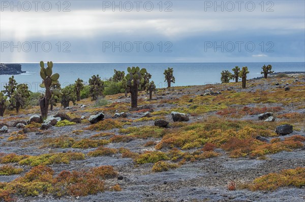 Giant Prickly Pear cactuses (Opuntia sp.)