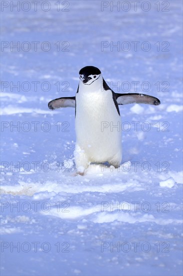 Chinstrap Penguin (Pygoscelis antarctica)