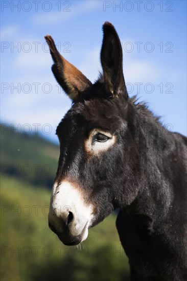 Donkey