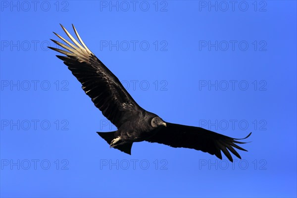 Black Vulture (Coragyps atratus)