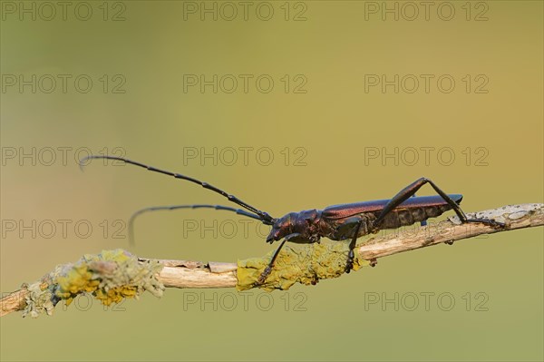 Musk Beetle (Aromia moschata)