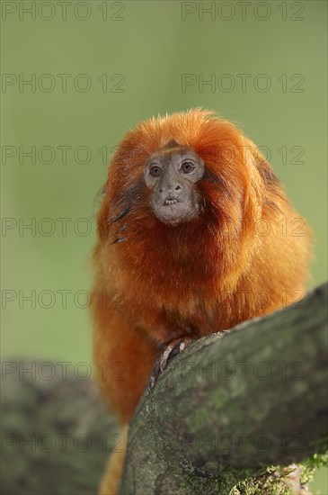 Golden Lion Tamarin (Leontopithecus rosalia)