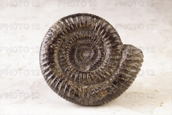 Ammonite