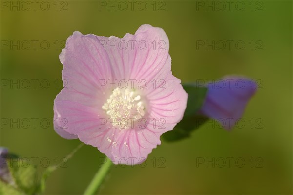 Vervain Mallow (Malva alcea)