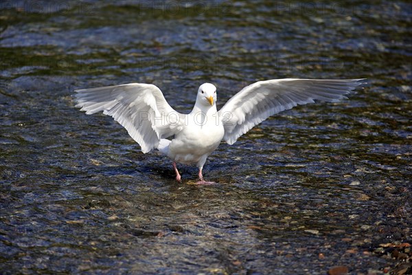 Western Gull (Larus occidentalis) adult