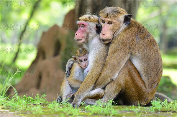 Toque Macaques (Macaca sinica)