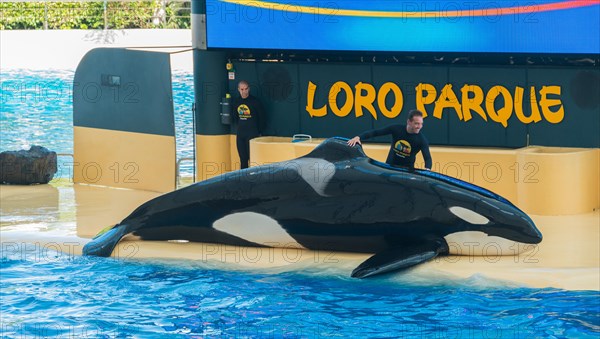 Orca or Killer Whale (Orcinus orca) on land with keepers