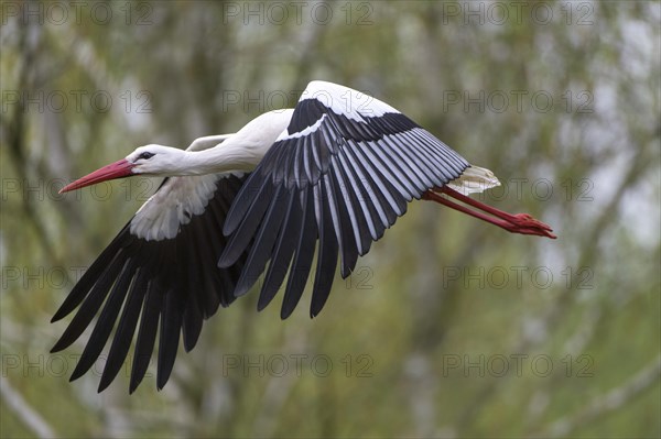 White Stork (Ciconia ciconia)