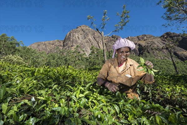 Tea plucker picking tea leaves by hand