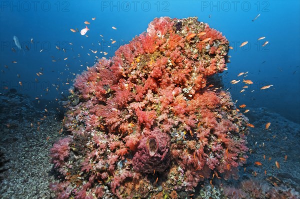 Coral block covered with various red Soft Coral (Alcyonacea) and Sponges (Porifera)