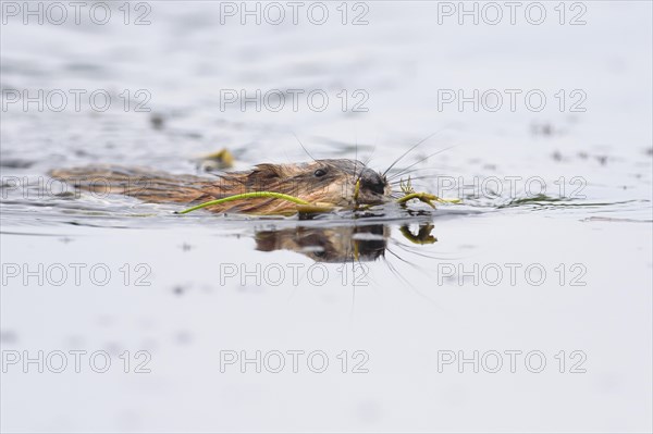 Muskrat (Ondatra zibethicus) floats in water with plants in mouth for construction