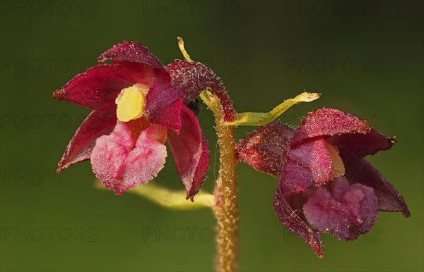 Dark Red Helleborine or Royal Helleborine (Epipactis atrorubens)