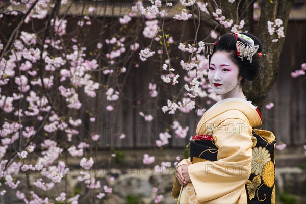 Geisha in front of a blossoming cherry tree in the Geisha quarter Gion