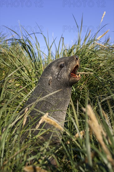 Antarctic Fur Seal (Arctocephalus gazella) in high tussock grass