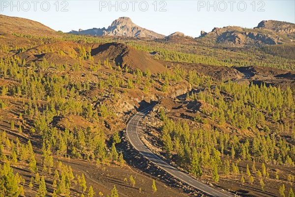 Canary Island Pine (Pinus canariensis) on a road in the Teide National Park