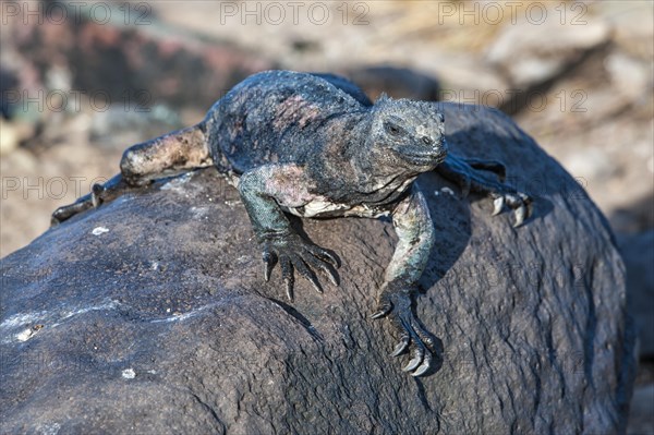 Sea Iguana or Galapagos Marine Iguana (Amblyrhynchus cristatus hassi)