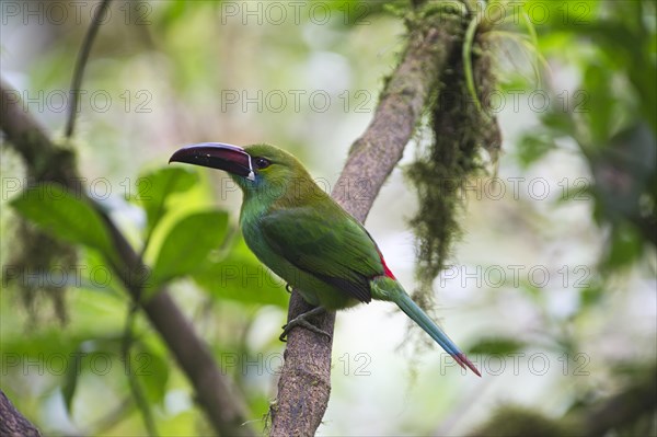 Crimson-rumped Toucanet (Aulacorhynchus haematopygus)