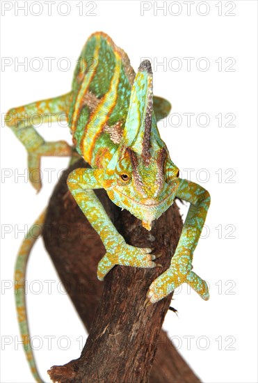 Veiled Chameleon or Yemen Chameleon (Chamaeleo calyptratus)