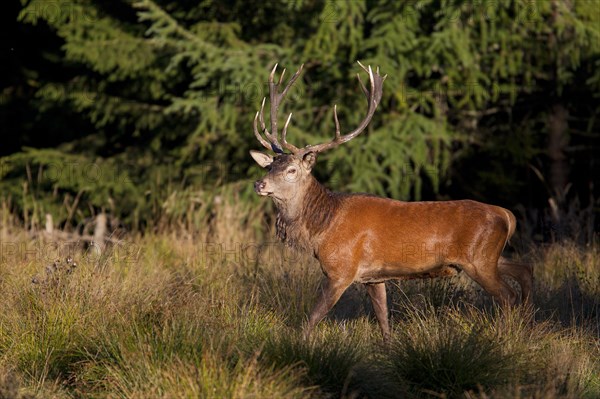 Red Deer (Cervus elaphus)