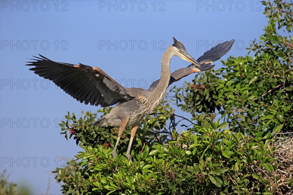 Great Blue Heron (Ardea herodias)