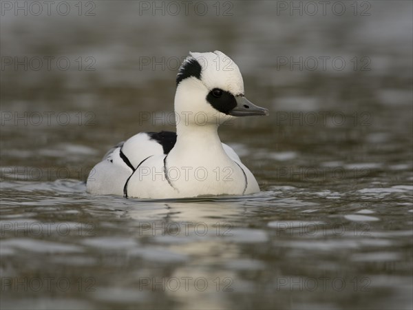 Smew (Mergellus albellus)