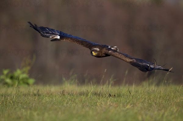 Steppe Eagle (Aquila nipalensis) in flight