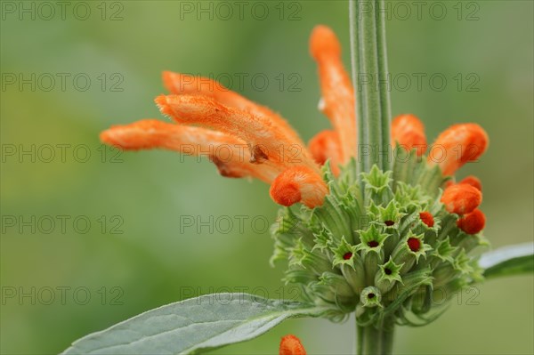 Lion's Ear (Leonotis leonurus)