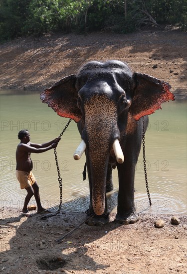 Mahout cleaning an Asian Elephant (Elephas maximus)