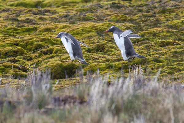 Gentoo Penguins (Pygoscelis papua)