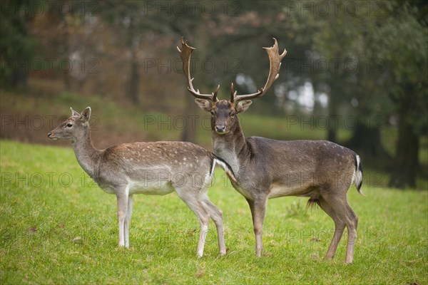 Fallow Deer (Dama dama)