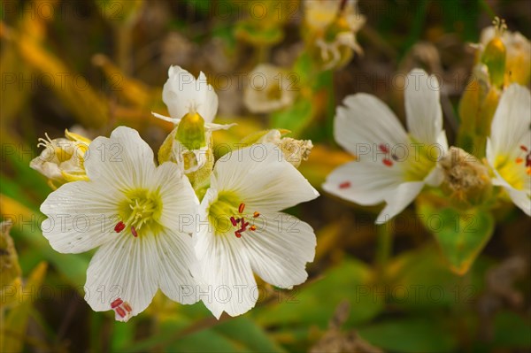 Longpod Sandwort (Minuartia macrocarpa)