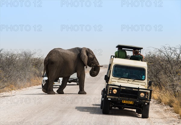 African Elephant (Loxodonta africana)