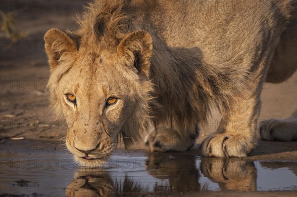 Drinking Lion (Panthera leo)