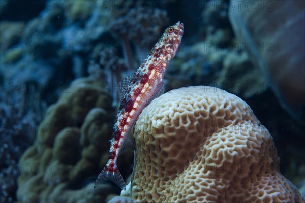 Variegated Lizardfish or Common LIzardfish (Synod variegatus)