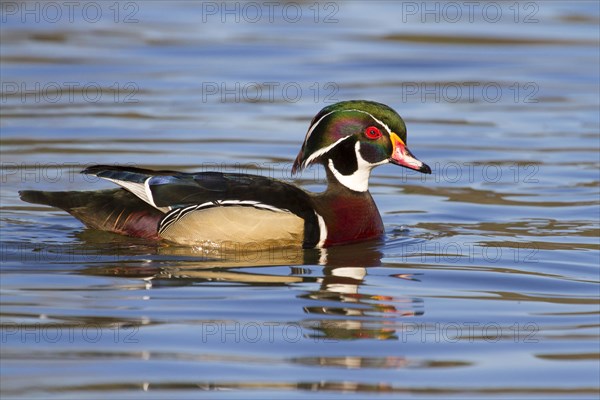 Wood Duck (Aix sponsa)