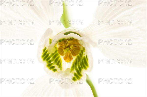 Giant Snowdrop (Galanthus elwesii)