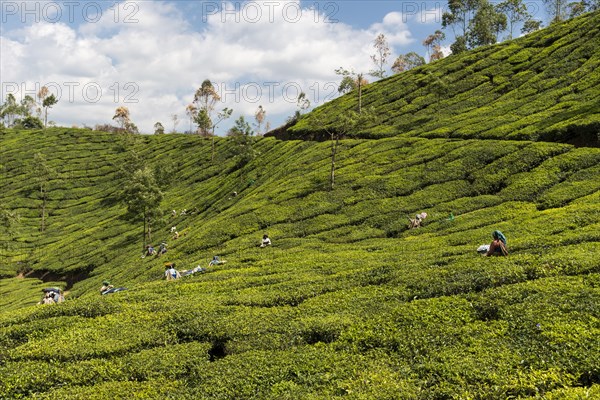 Tea pluckers in the tea fields