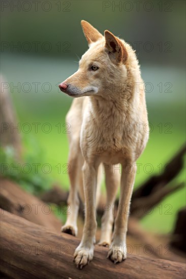 Dingo (Canis familiaris dingo)