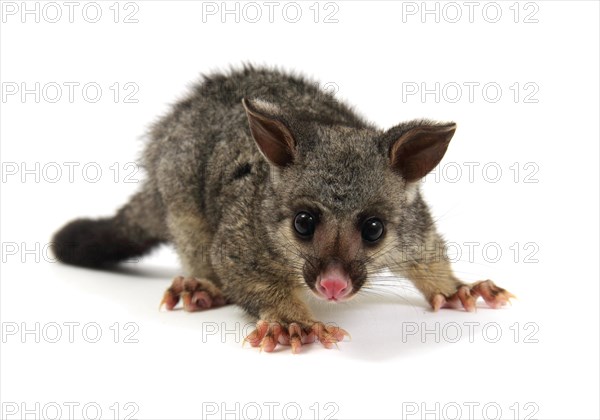 Common Brushtail Possum (Trichosurus vulpecula)