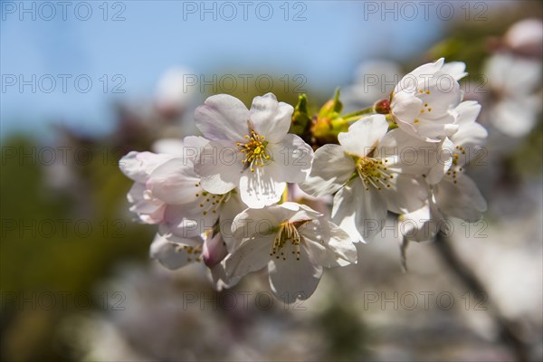 Cherry blossom