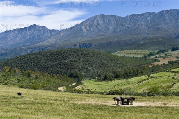 Commercial ostrich farm