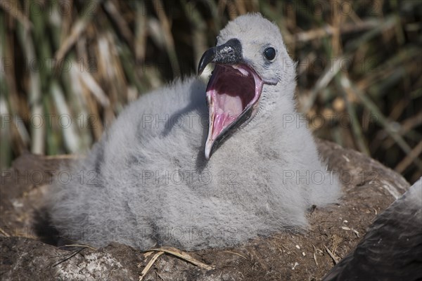 Black-browed Albatross or Black-browed Mollymawk (Thalassarche melanophris)