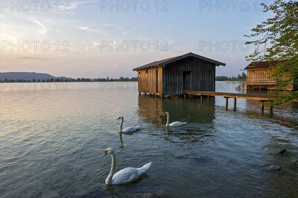 Mute Swans (Cygnus olor)