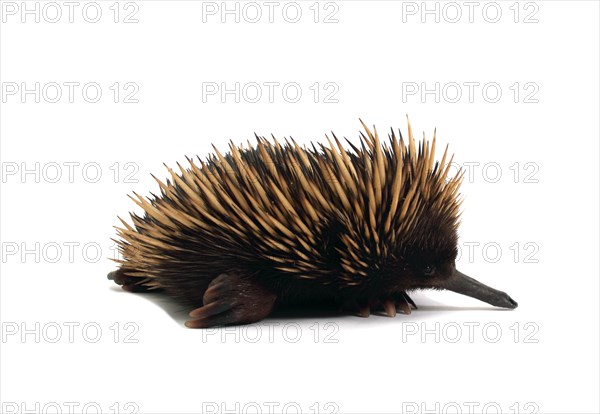 Short-beaked Echidna (Tachyglossus aculeatus)